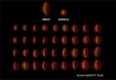 Genetic analysis of mixed models of fruit sugar–acid fractions in a cross between jujube (Ziziphus jujuba Mill.) and wild jujube (Z. acido jujuba)